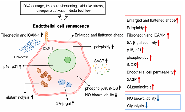 血管衰老中調(diào)控內(nèi)皮細(xì)胞衰老的因素與通路